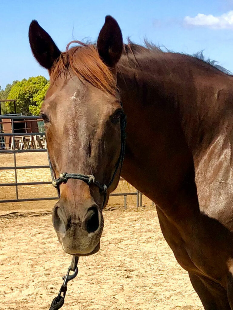 Bella