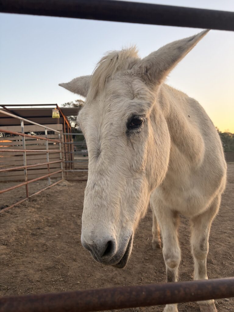 Wilbur