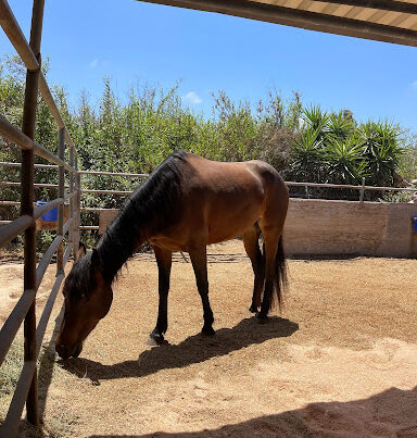 Modoc